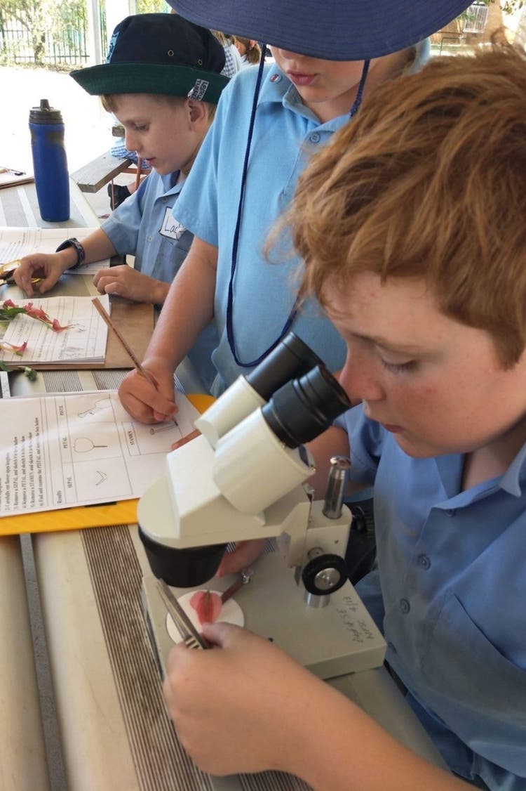 looking through the microscope